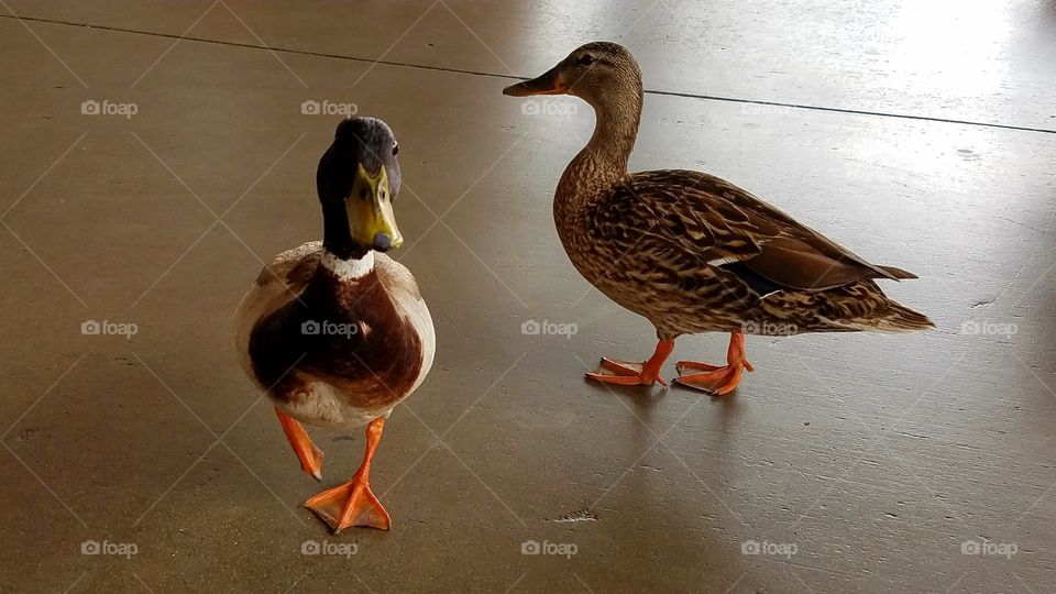 Duck couple