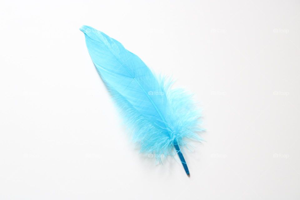 Blue feather 💙