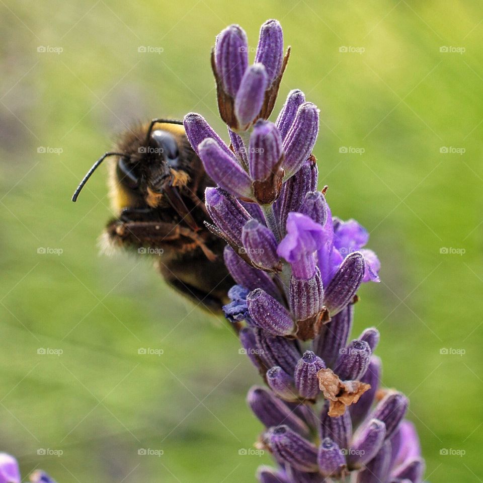 Bumblebee on lavender