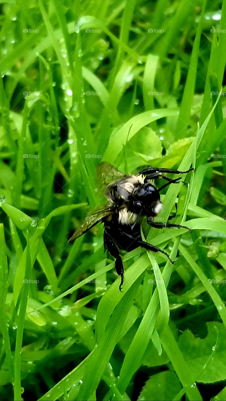Beautiful bee in the rain