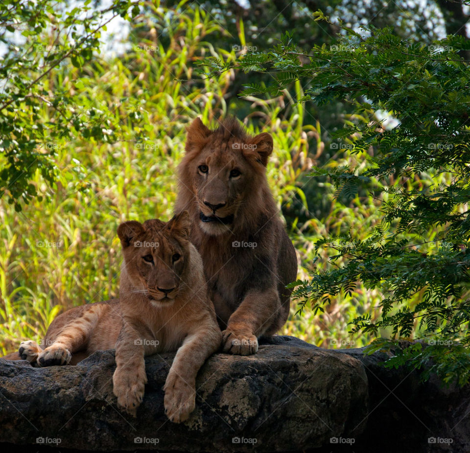 Busch Gardens newest lions