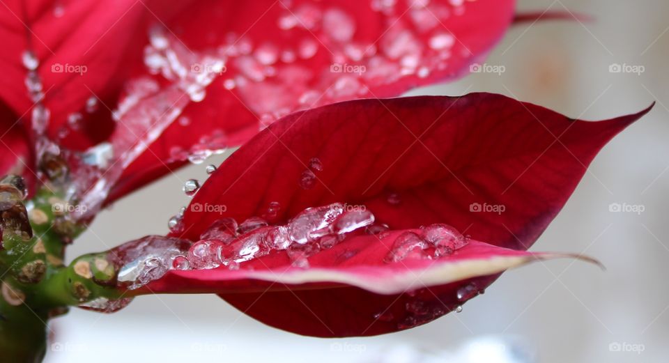 Micro icy poinsettia 