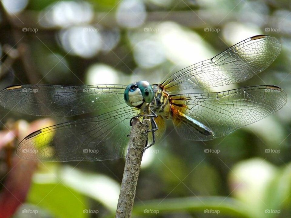 Happiness is like a Dragonfly which when pursued, is always beyond our grasp, but, if you will sit down quietly, may alight upon you. 