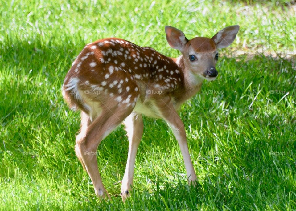 Baby deer born in backyard 