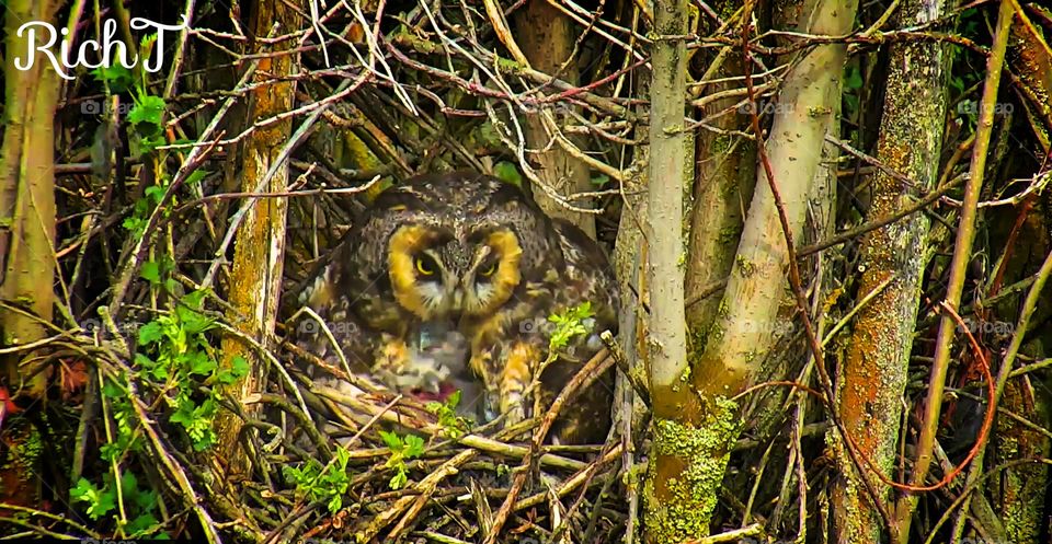 Long eared owl, hiding in the Trees
