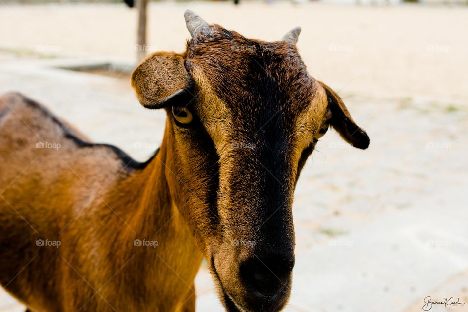 Goat from India