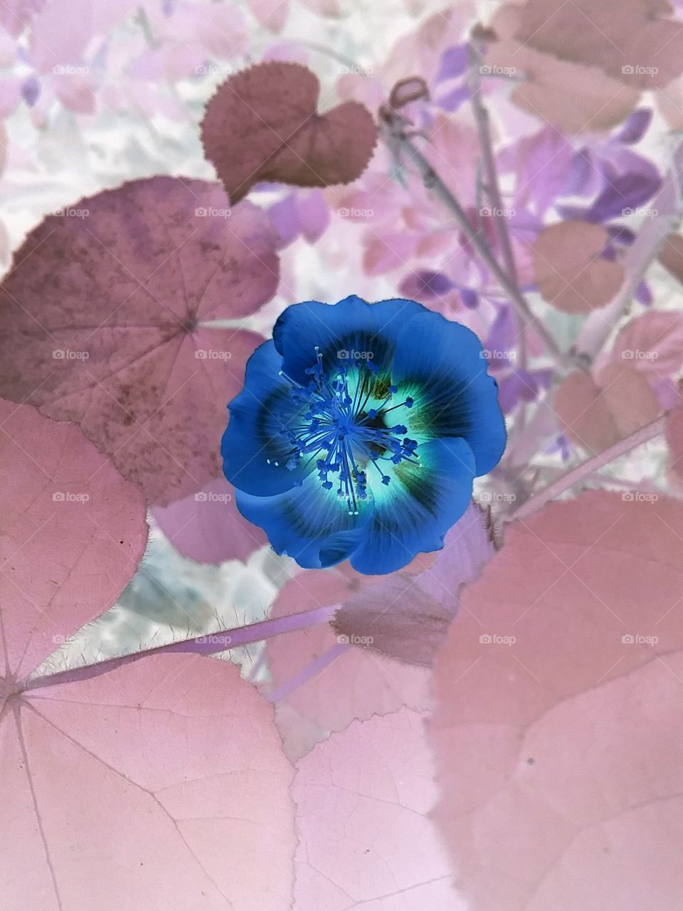 nocturnal  blue  petals