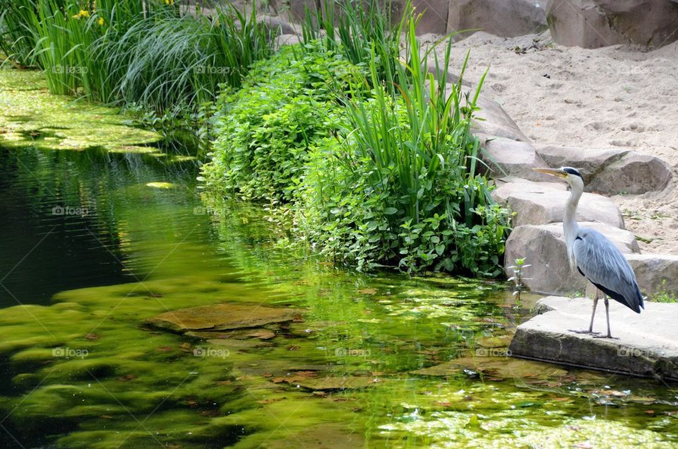 A bird in the garden