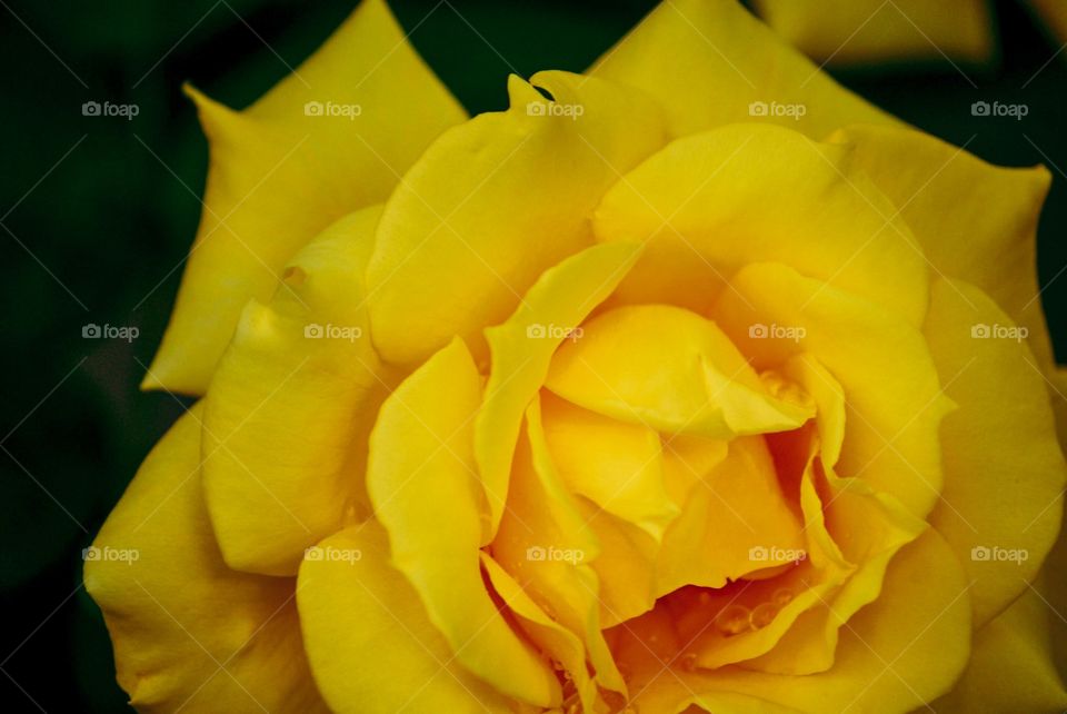 Yellow Rose 