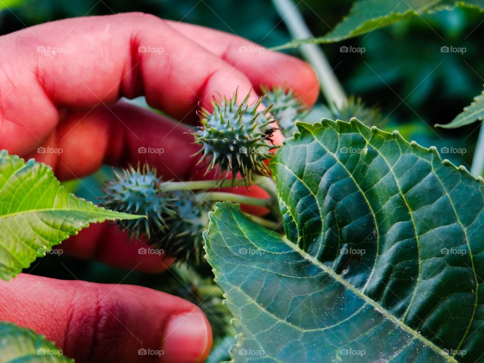 Plant