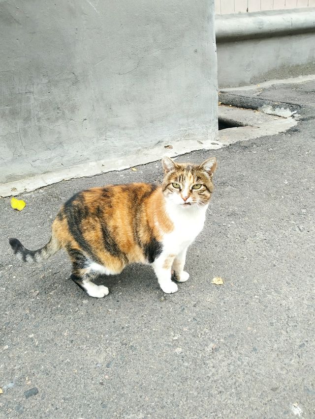 cat)