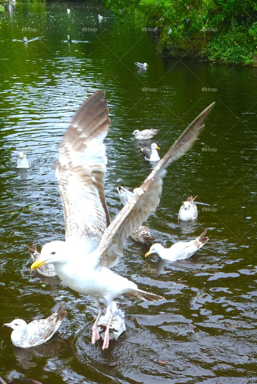 Bird in flight 