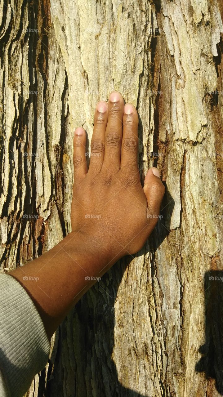 hand. Forest. Tree. Caring. Protect our forest the home of the world.
