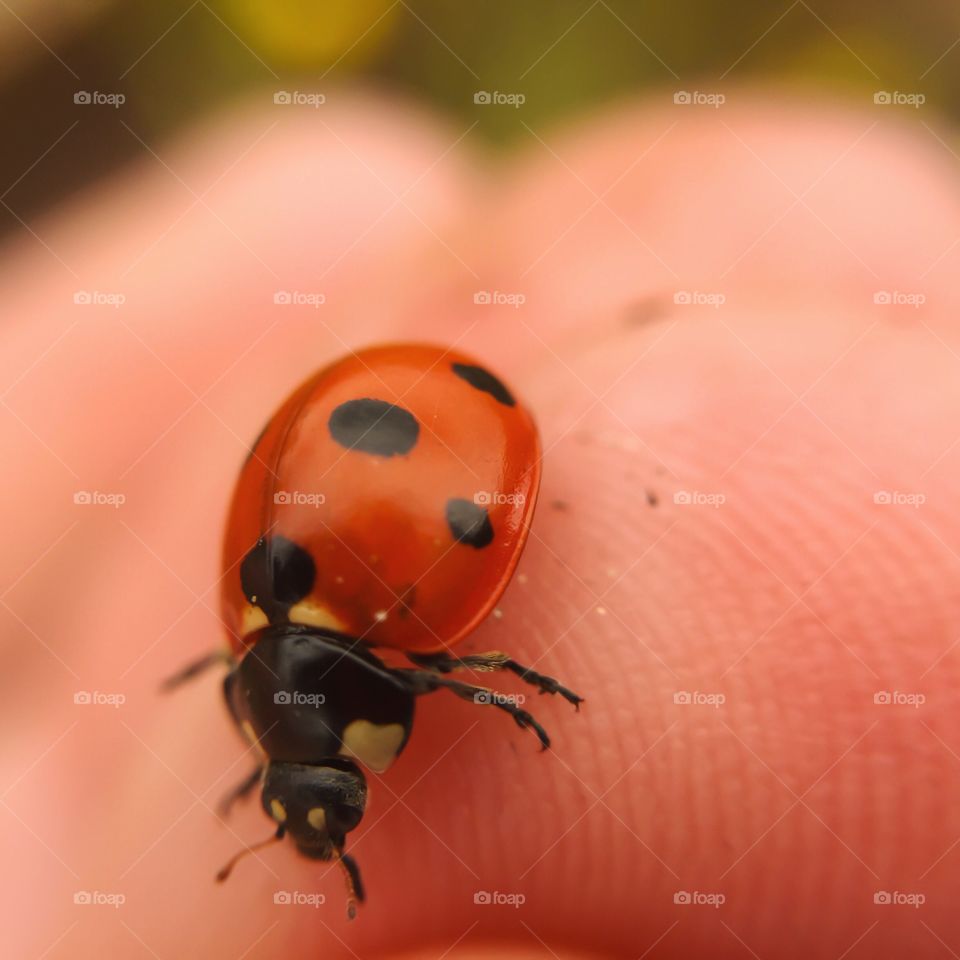 Ladybug