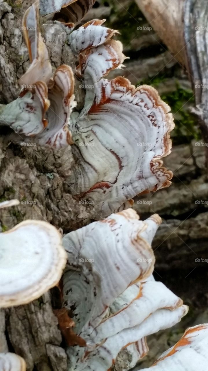 striped fungus on tree