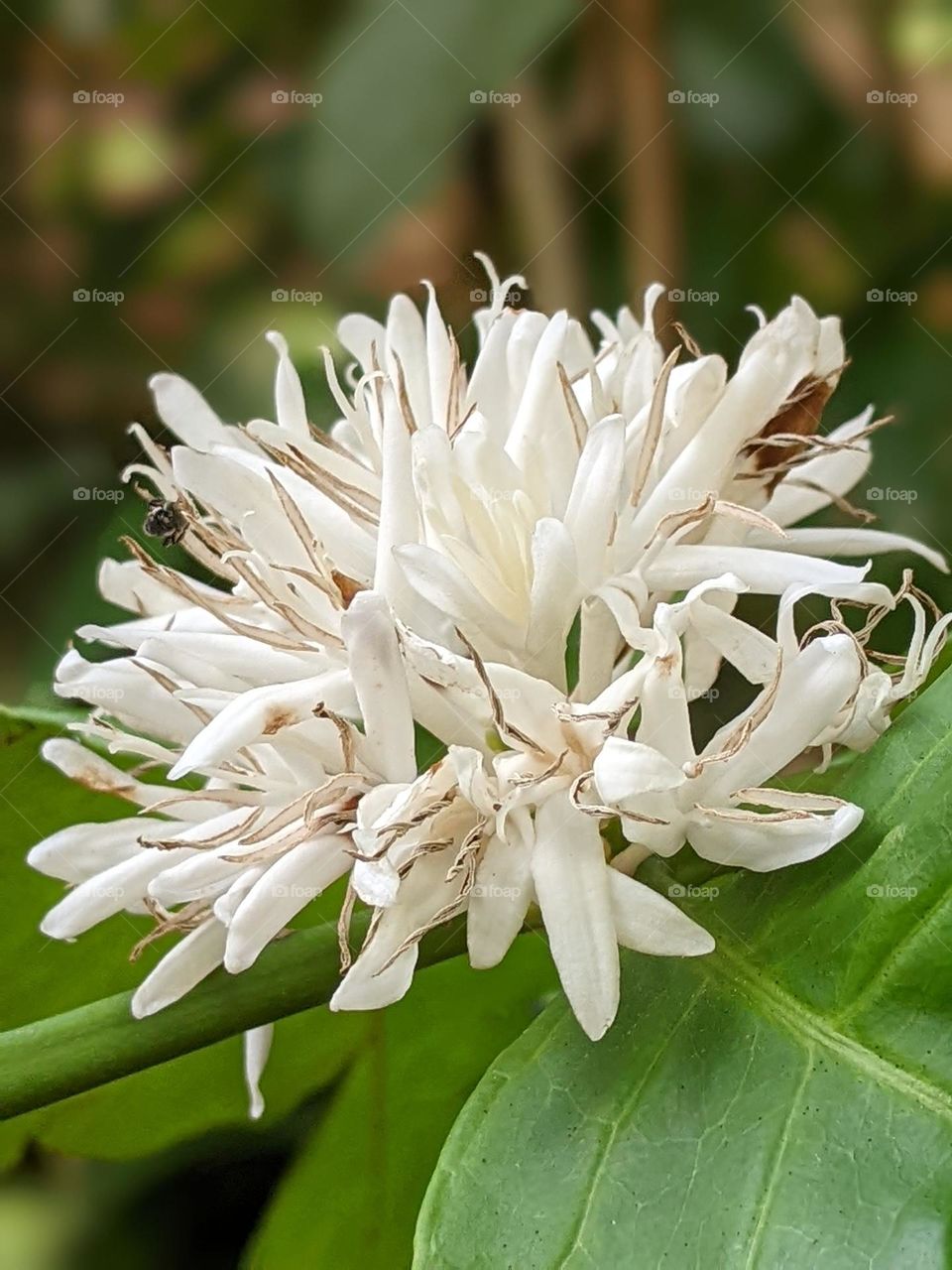 coffee plant flowers☕