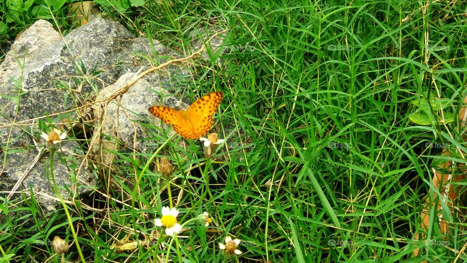 While butterfly comes to ground