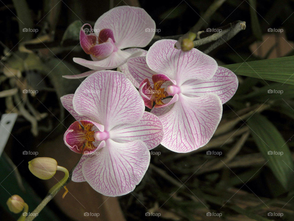 kandy sri lanka orchids kandy botanical gardens by jpt4u