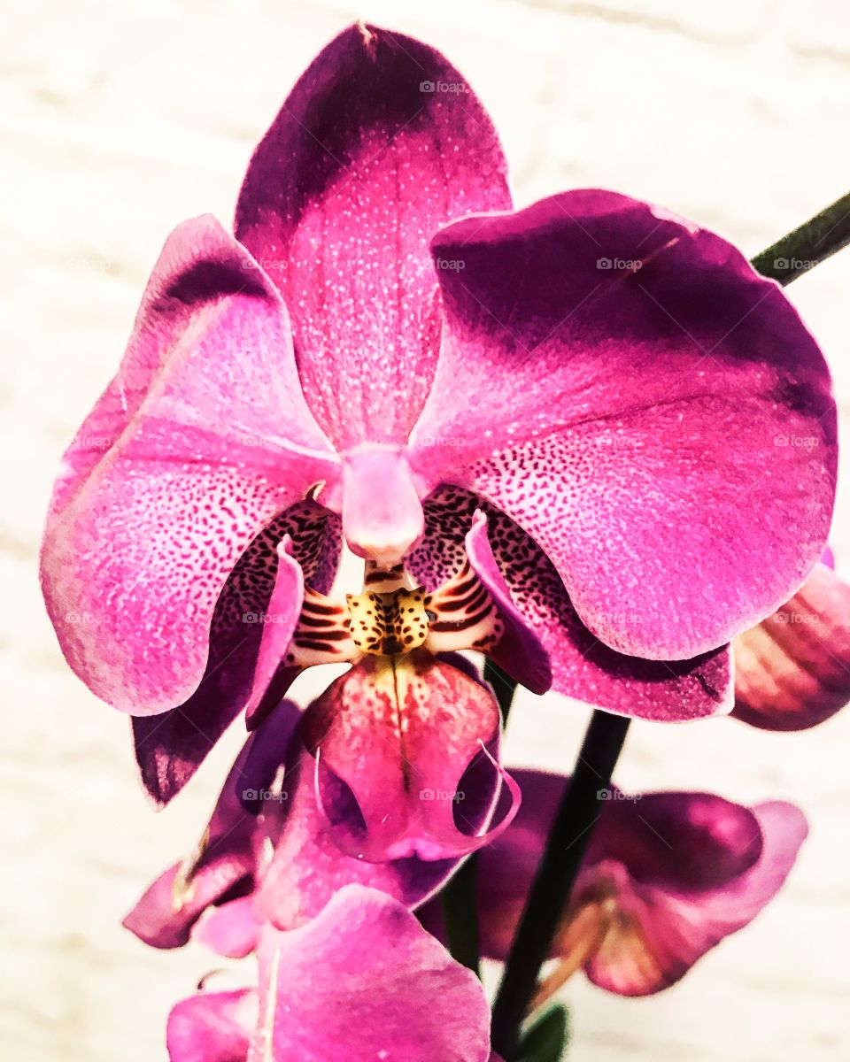 Pink flowers 