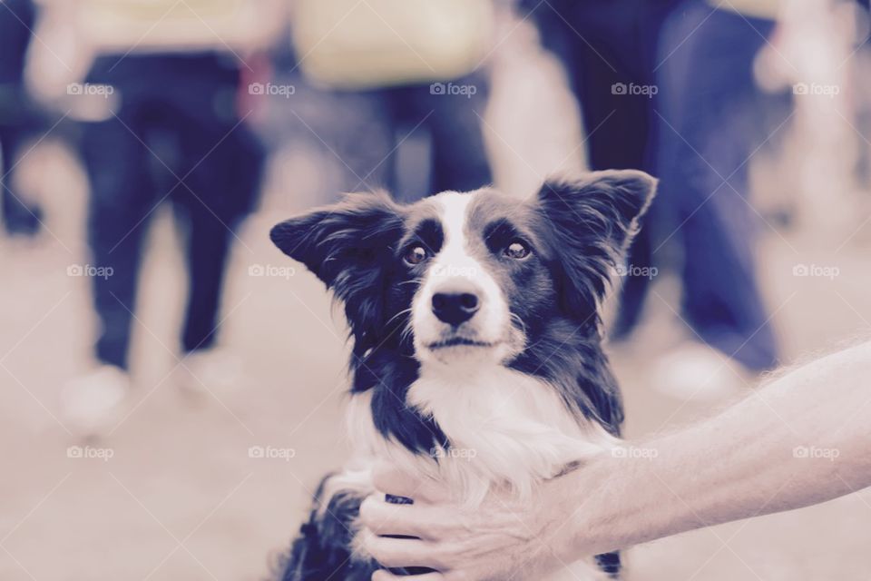 Dog at concert