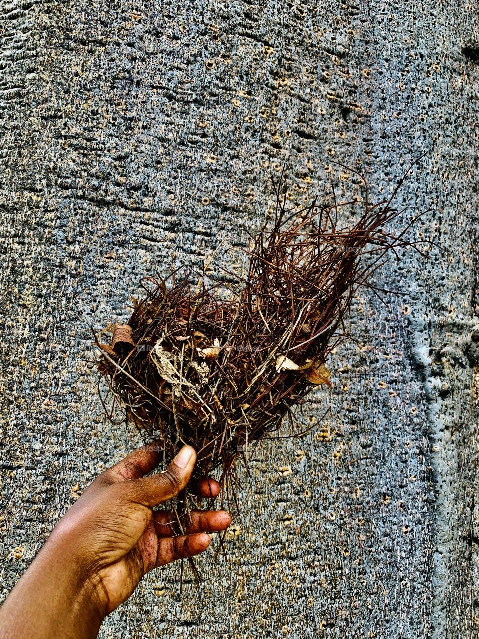A dry twigged made bird nest against a faded gray tree bark. 