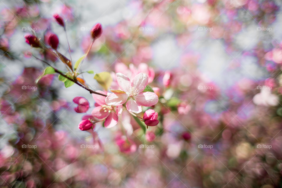 Blossom branch of crabapple at sunny day