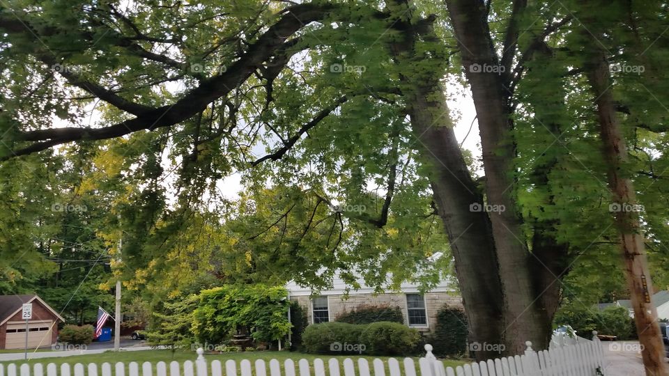 Tree, Park, Landscape, Wood, Leaf