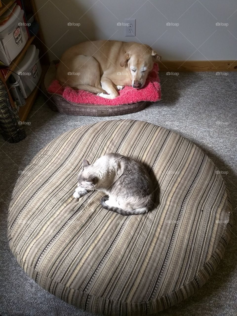 Sunshine takes over the dog bed, Charlie resorts to the cat bed