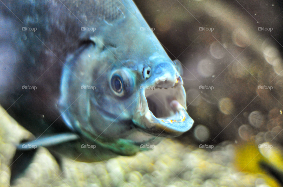 close water fish eye by nivoa