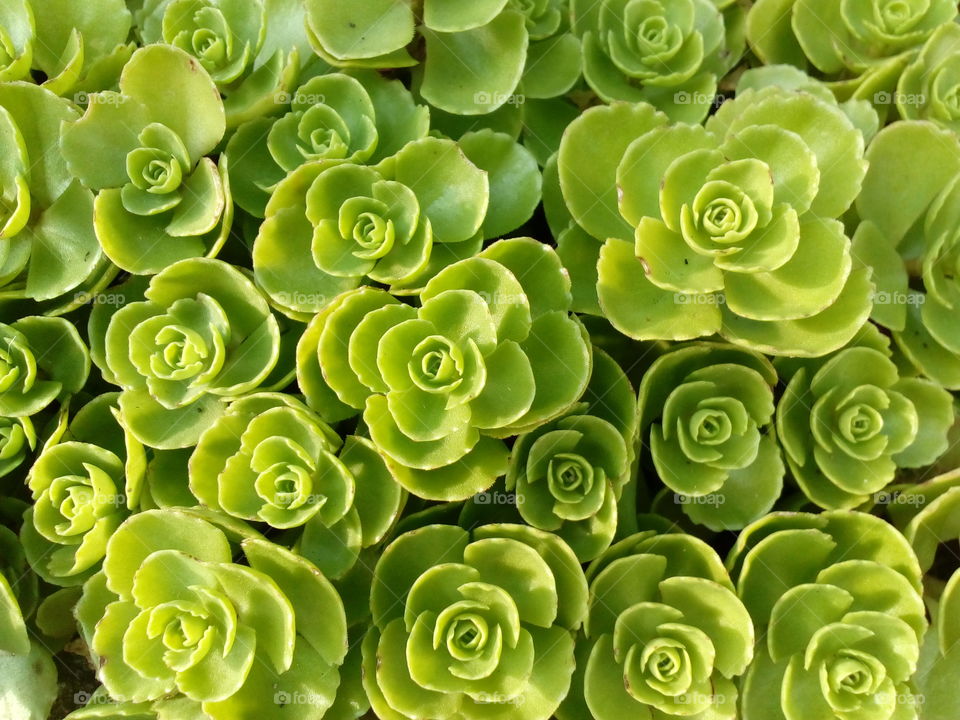 background and texture from cantus