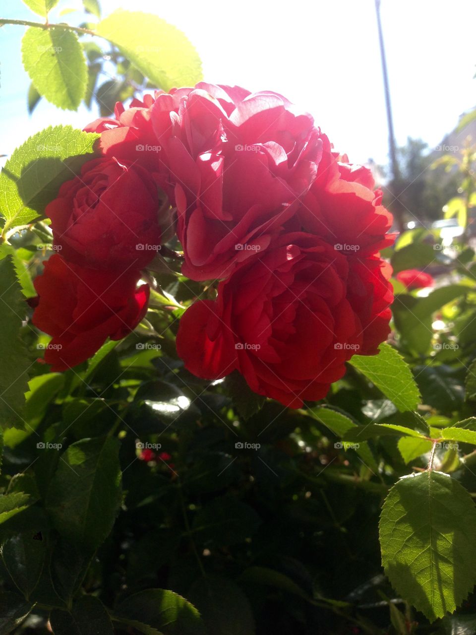 Red roses on a rose bush