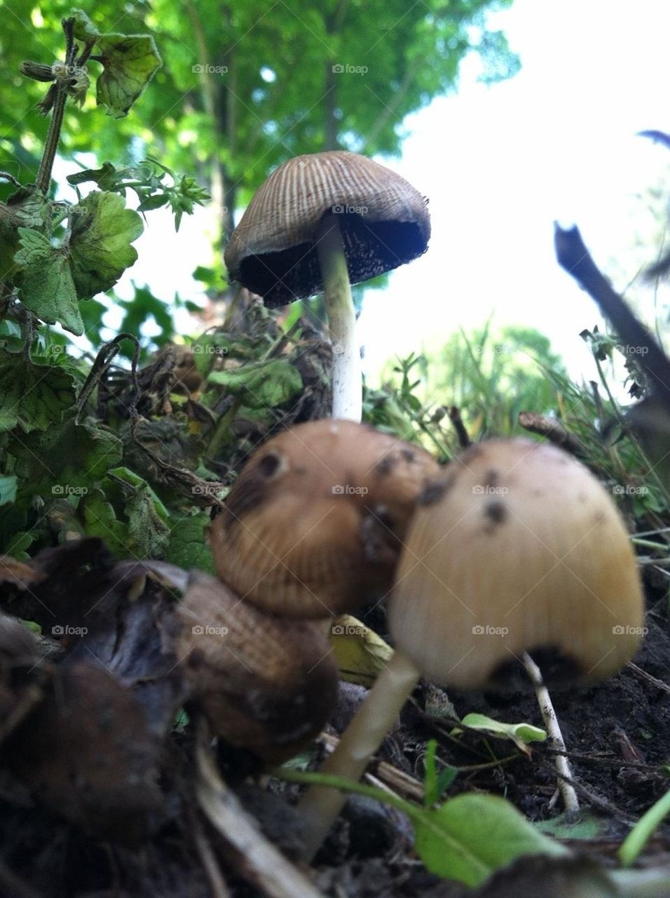 Fungi from underneath