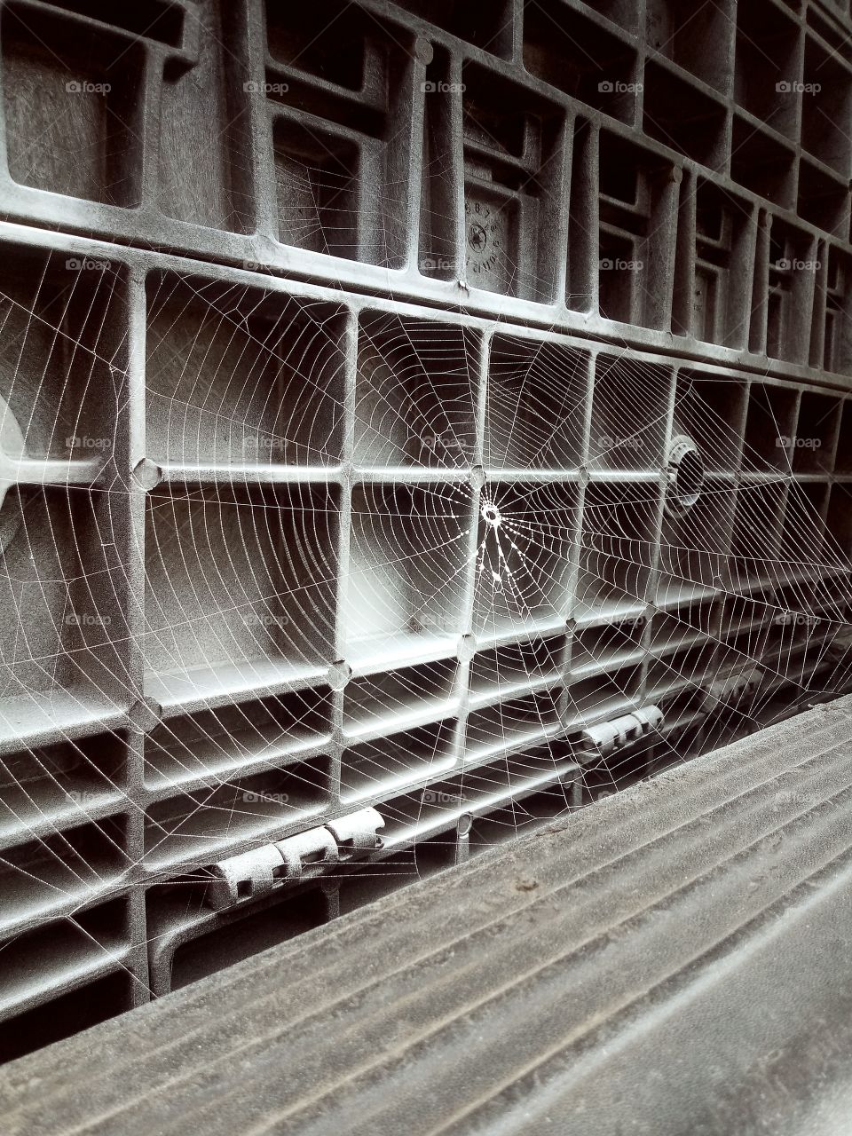 Morning Spiderweb