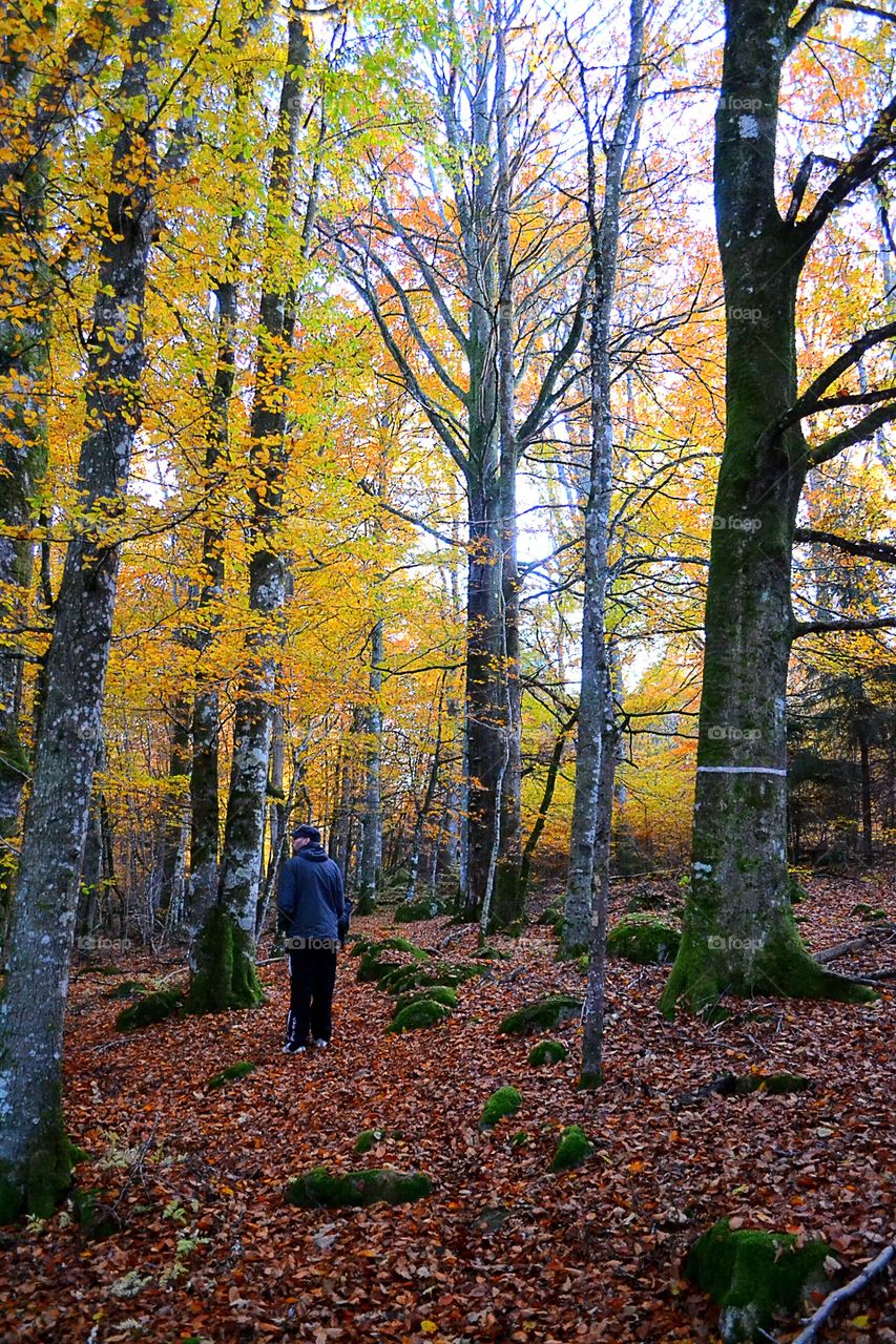 Walking in the forest