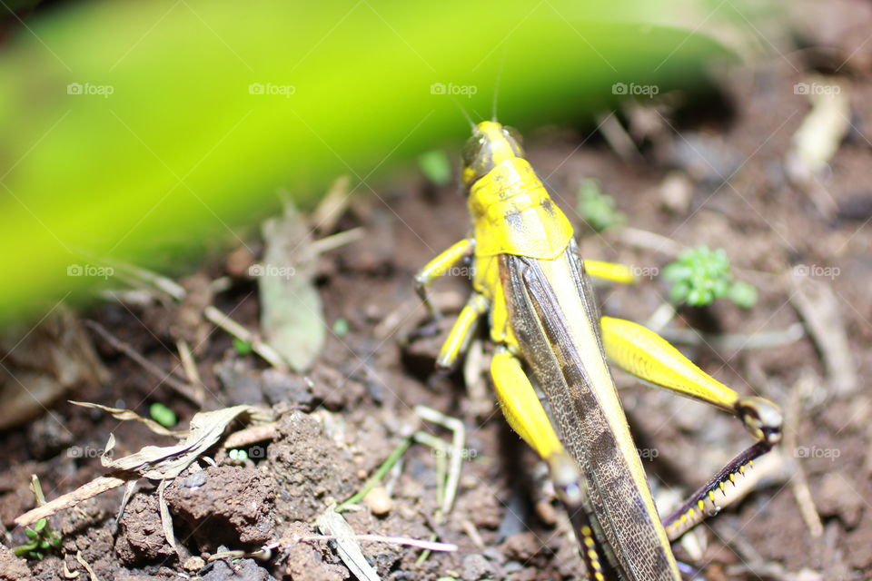 Macro Insects