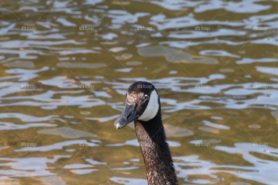 Canadian goose at Carter Lake in College Station, Texas