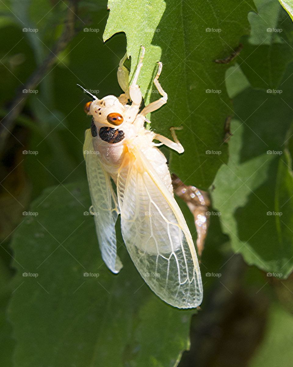 Newly emerged adult seventeen year cicada drying its wings