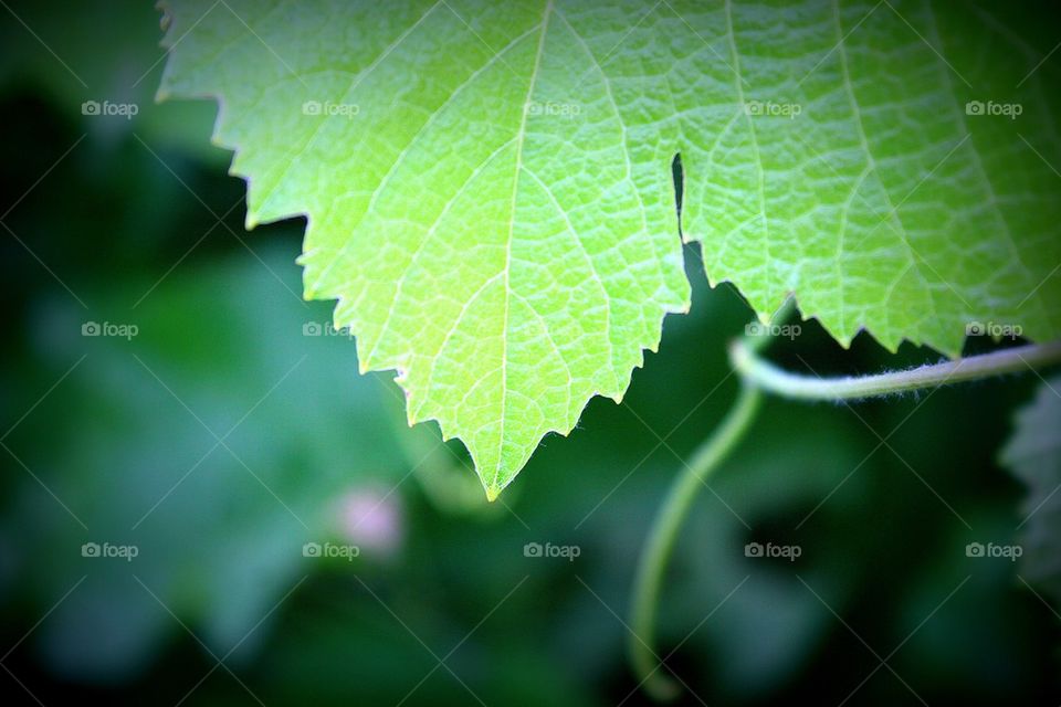 Leaf