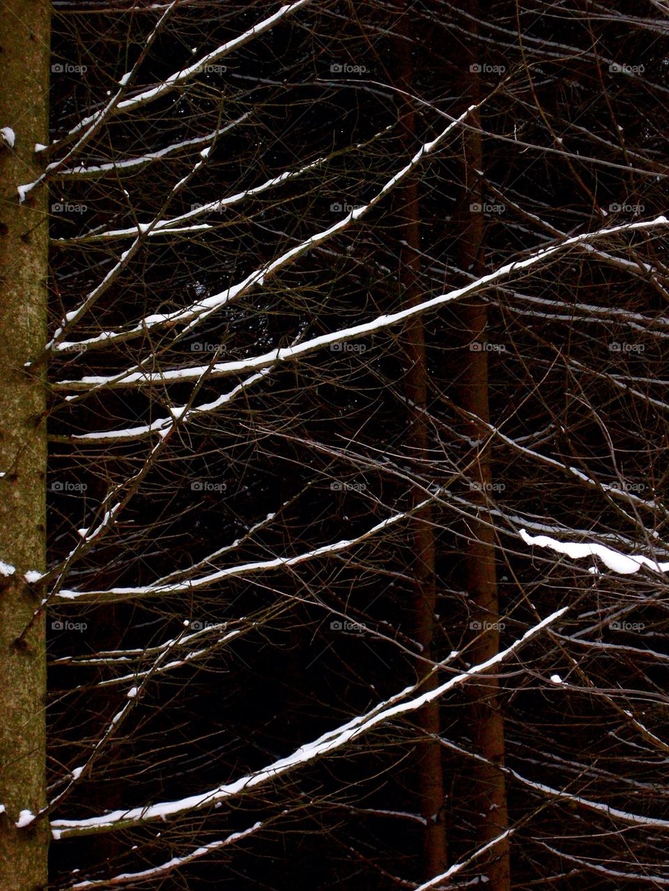 Snowy Branches