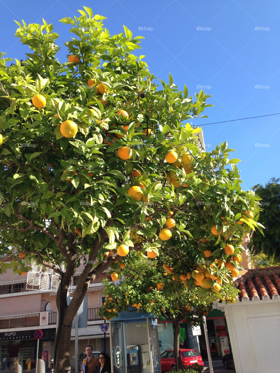Orange tree. Oranges grow in the street in Spain