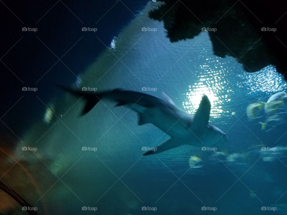 underwater shark above me  in a shark tank