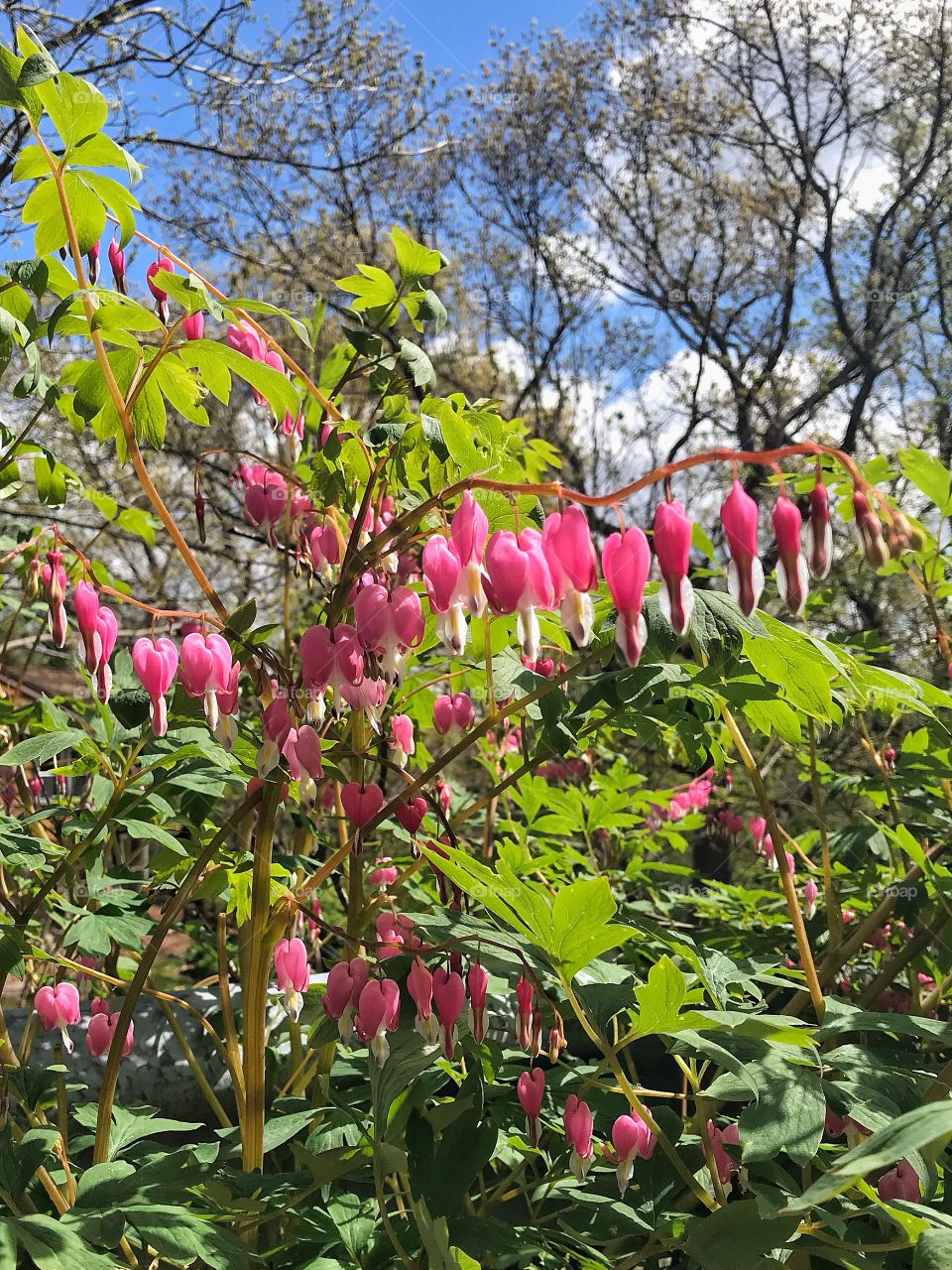 Bleeding hearts 