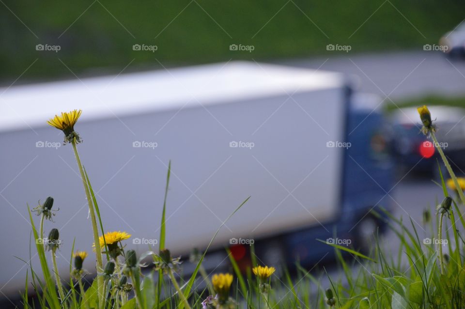 dandelions and highway