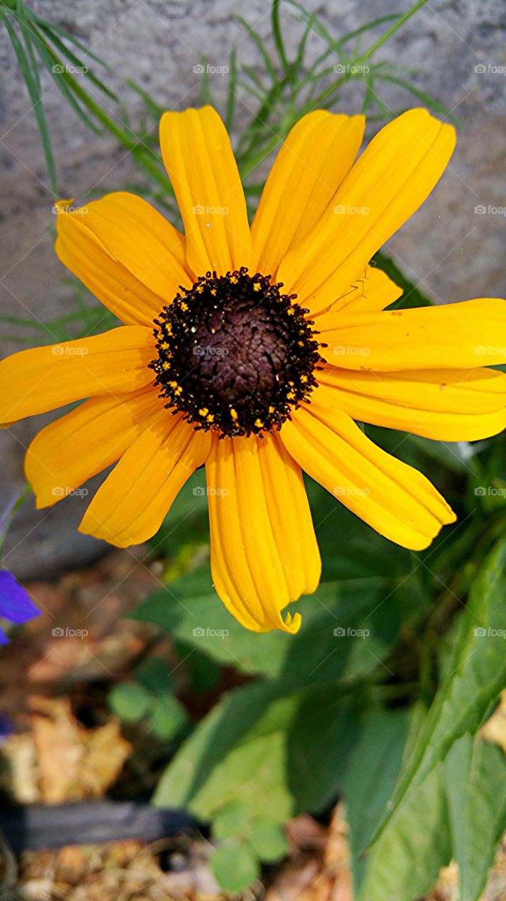 yellow daisy 