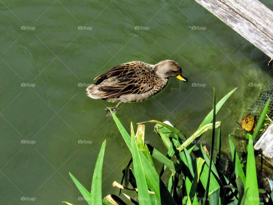 a swimming duck