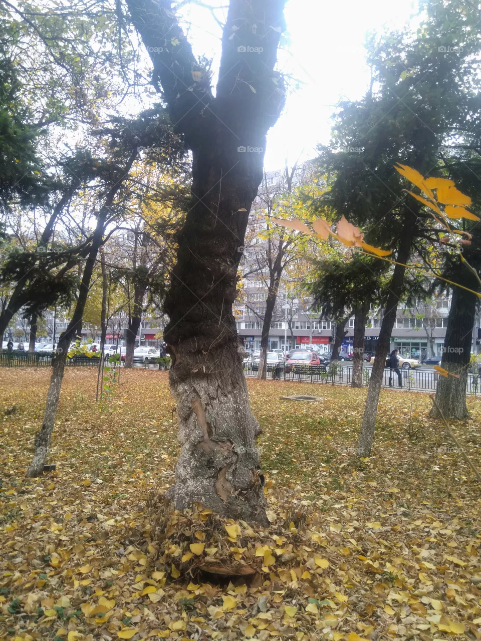 Autumn