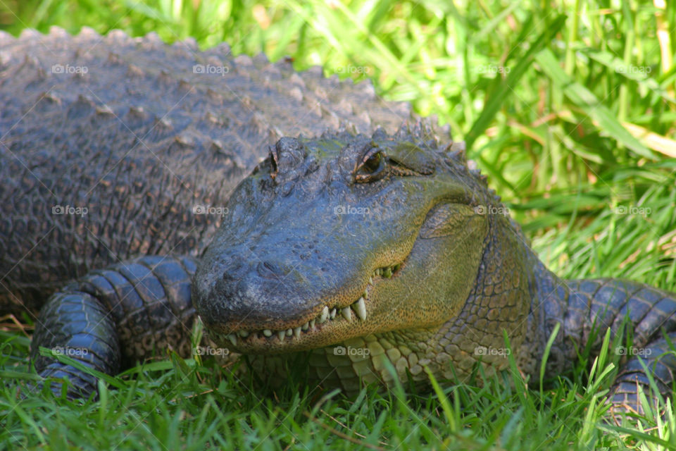 grass teeth mammals walking by kshapley