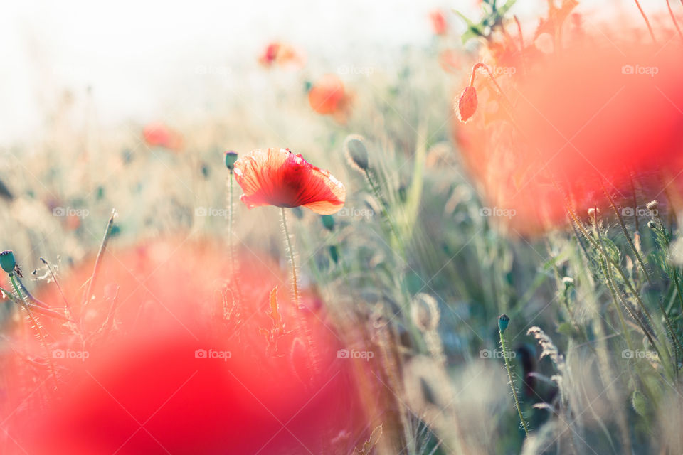 Poppies flowers and other plants in the field. Flowery meadow flooded by sunlight in the summer