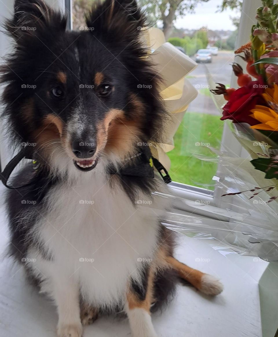 closeup of sheltie dog sitting wearing cream wedding day bow next to flowers