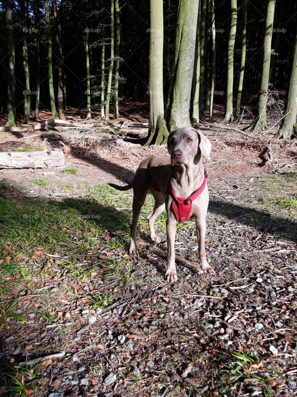 komm wir gehen in den Wald